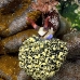 nudibranch_rr_hsb_r_v_0188_kom3590.jpg